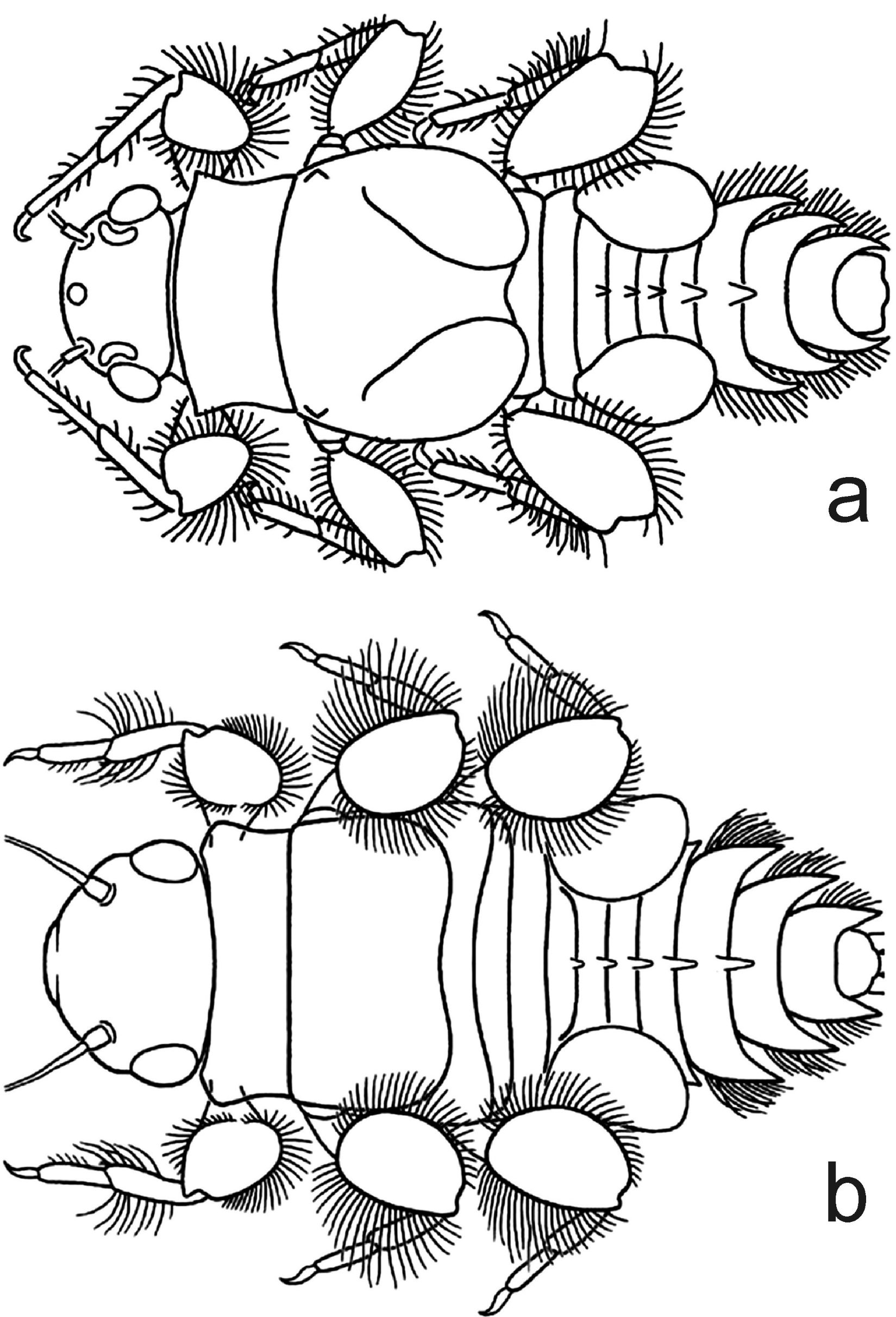 Fig. 3. Tricorythopsis rondoniensis larva, habitus. a. mature larva redrawn from Dias et al. (2009). b. young specimen reported here.