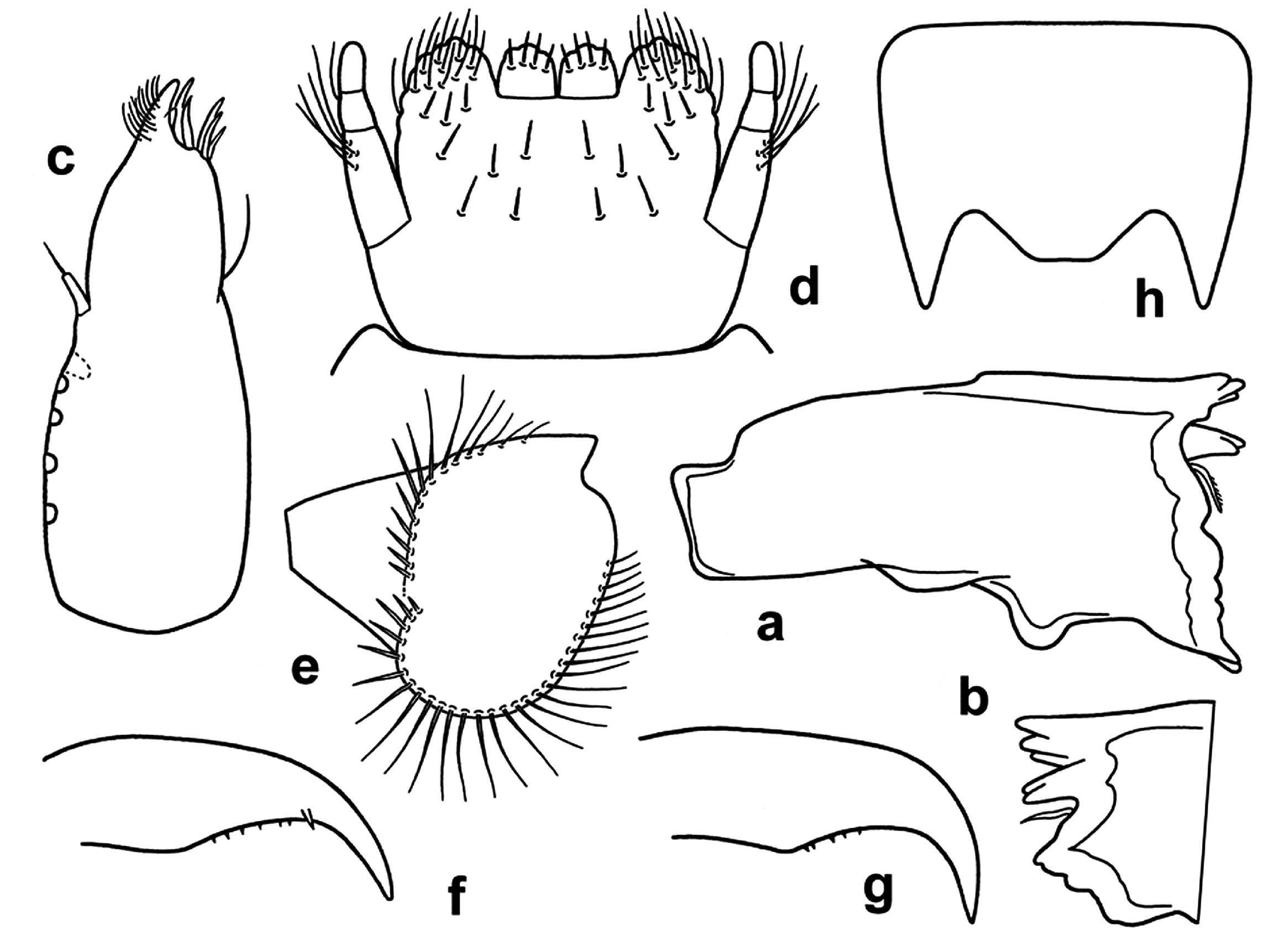 Fig. 4. Tricorythopsis rondoniensis, larva. a. right mandible, dorsal view. b. left mandible, apex. c. maxilla. d. labium, apical part.  e. fore femur, dorsal view.  f. fore claw. g. hind claw.