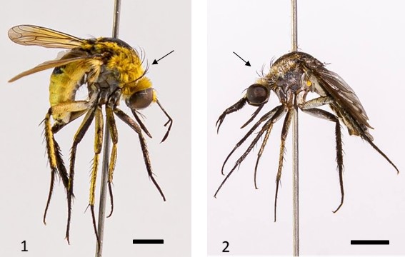 Figs 1-2. Lateral habitus of species of Toxophora (Bombyliidae, Toxophorinae) reared from nests of wasps obtained in trap-nests in forests in Reserva El Bagual, Formosa province, northern Argentina. 1. Toxophora aurea Macquart. 2. Toxophora leucon S�guy.