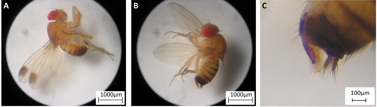 Fig. 2. Drosophila suzukii individuals collected on Martin Garcia Island. A. Male, characterized by a dark spot on the distal part of each wing. B. Female, possessing a large serrated ovipositor detailed in (C).