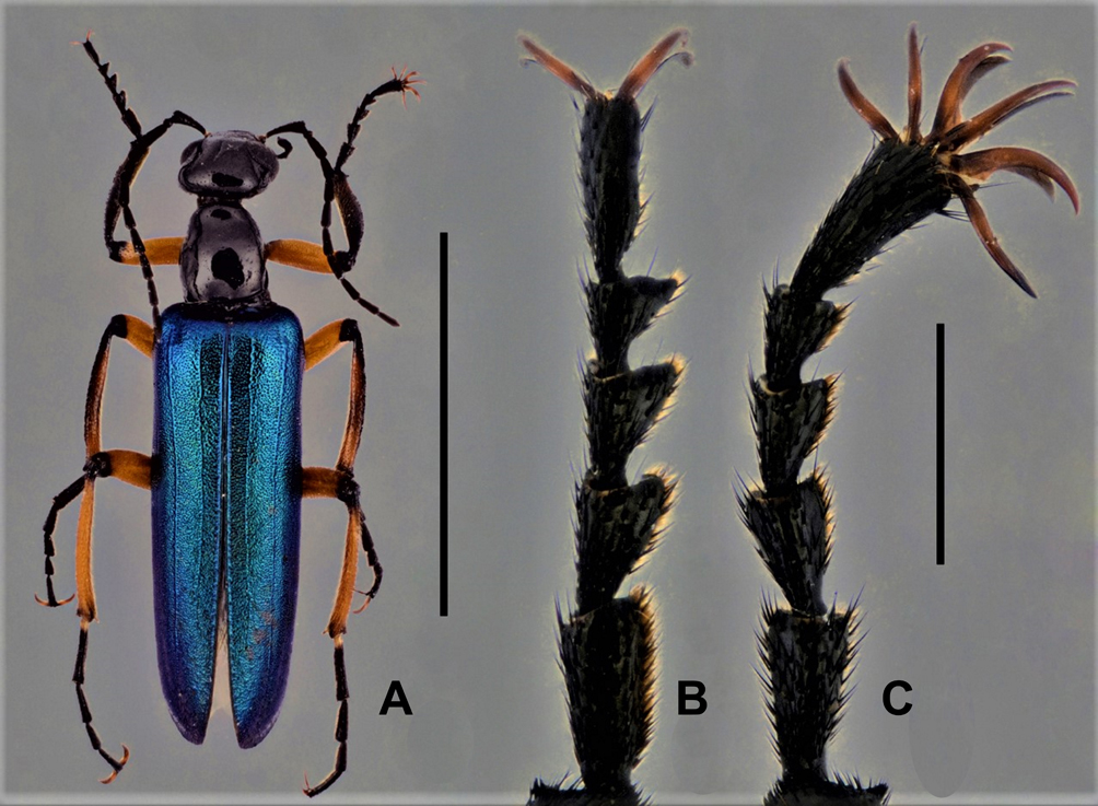 Fig. 1. Caso teratol�gico de Glaphyrolytta viridipennis hallado en San Juan, Argentina. a. H�bito dorsal. b. Protarso izquierdo, normal. c. Protarso derecho teratol�gico.