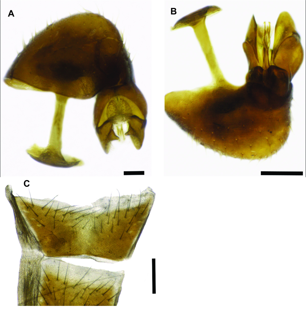 Fig. 8. Protonephrocerus sp. 1988-01. A. dorsal, male terminalia, CNC1766811. B. ventral, male terminalia, CNC1766811. C. male sternite 5, CNC1766810.
