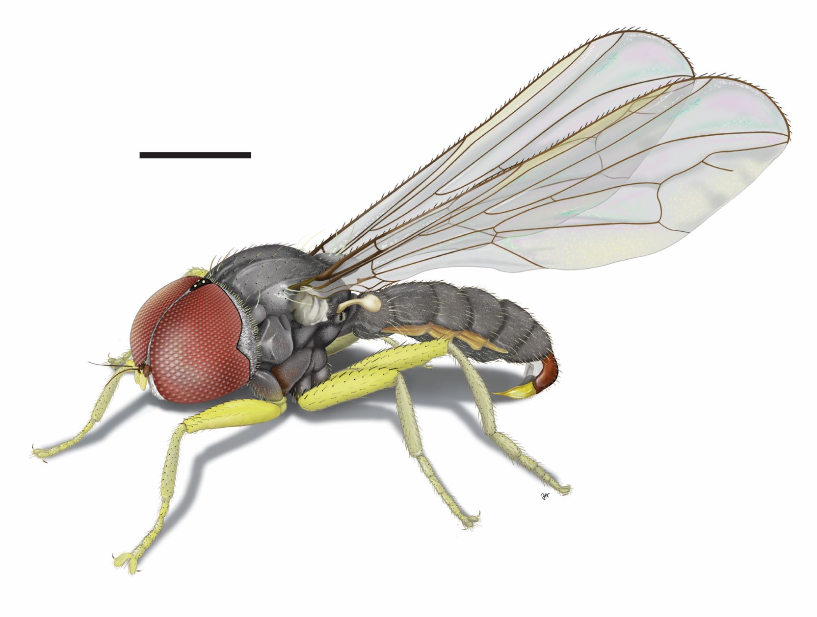 Fig. 1. Protonephrocerus flavipilus sp. nov., lateral oblique habitus, female.