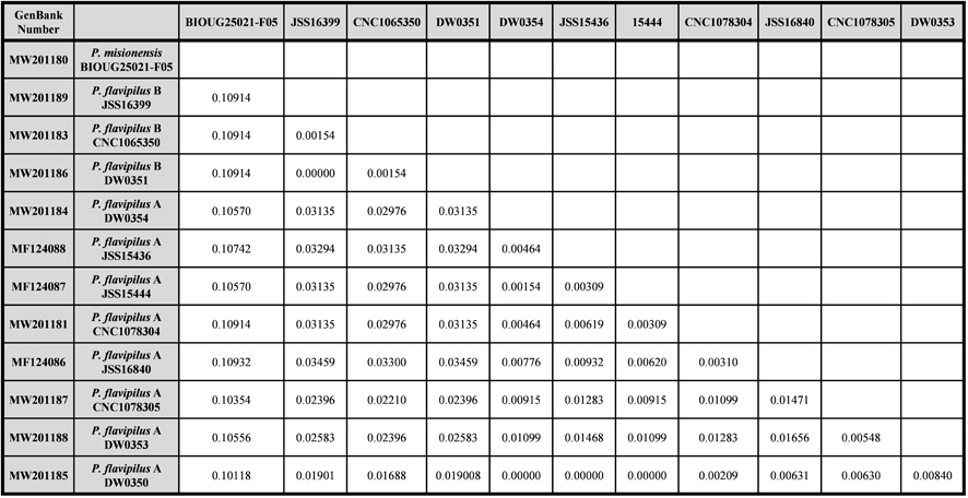 Table I. Pairwise differences for all known DNA barcoded Protonephrocerus specimens.