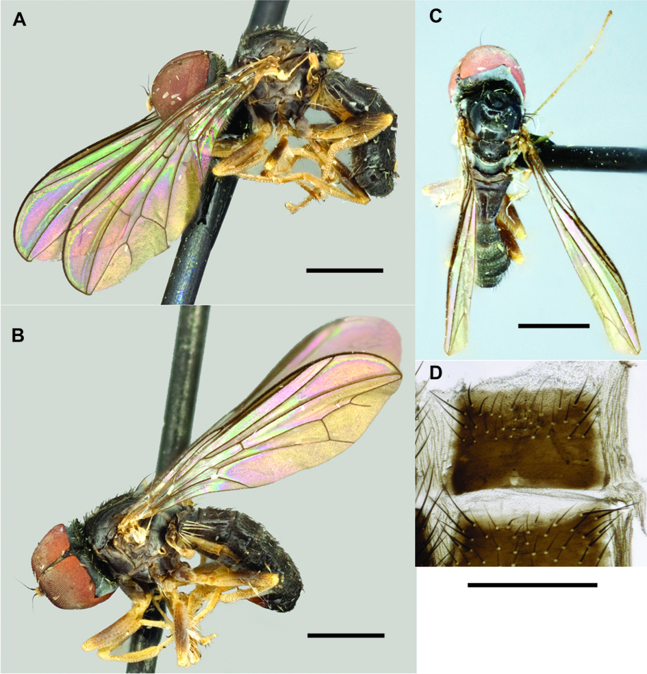 Fig. 2. Protonephrocerus chiloensis. A. lateral habitus, male, CNCD190035. B. lateral habitus, female, CNCD190032. C. dorsal habitus, female, CNCD190032. D. male sternite 5.
