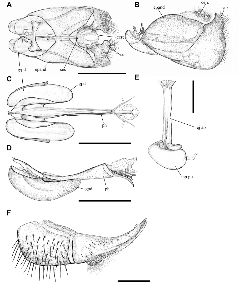 Fig. 3. Protonephrocerus chiloensis. A. dorsal, male terminalia, JSS22401. B. left lateral, male terminalia, CNCD190030. C. ventral, male phallus and gonopods, CNCD190030. D. lateral, male phallus and gonopods, CNCD190030. E. male ejaculatory apodeme and sperm pump, CNCD190030. F. right lateral of female ovipositor, CNCD190034.