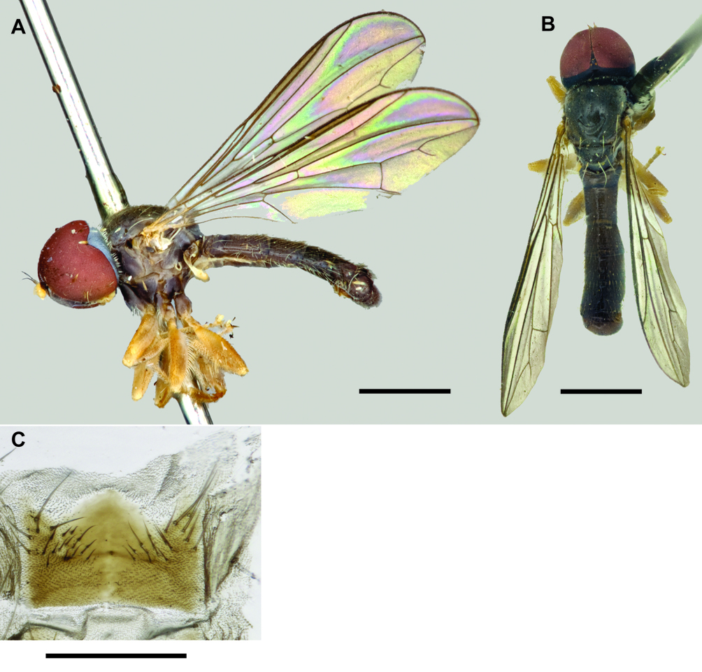 Fig. 4. Protonephrocerus flavipilus sp. nov. A. lateral habitus, male, JSS22401. B. dorsal habitus, male, CNCD190036. C. male sternite 5.