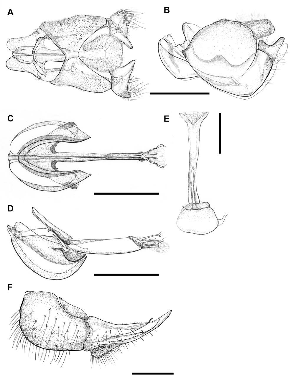 Fig. 5. Protonephrocerus flavipilus sp. nov. A. dorsal, male terminalia, CNCD190028. B. left lateral, male terminalia, CNCD190028. C. ventral, male phallus and gonopods, CNCD190028. D. lateral, male phallus and gonopods, CNCD190028. E. male ejaculatory apodeme and sperm pump, CNCD190028. F. right lateral of female ovipositor, JSS15436.