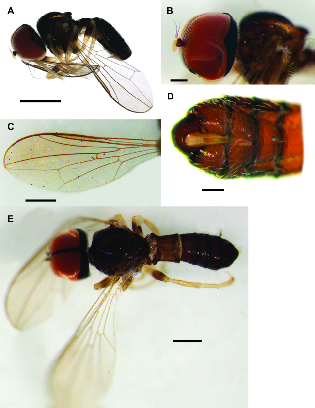 Fig. 6. Protonephrocerus misionensis sp. nov. BIOUG25021-F05; holotype female. A. lateral habitus. B. lateral close up of head and thorax. C. wing. D. ventral abdomen. E. dorsal habitus.