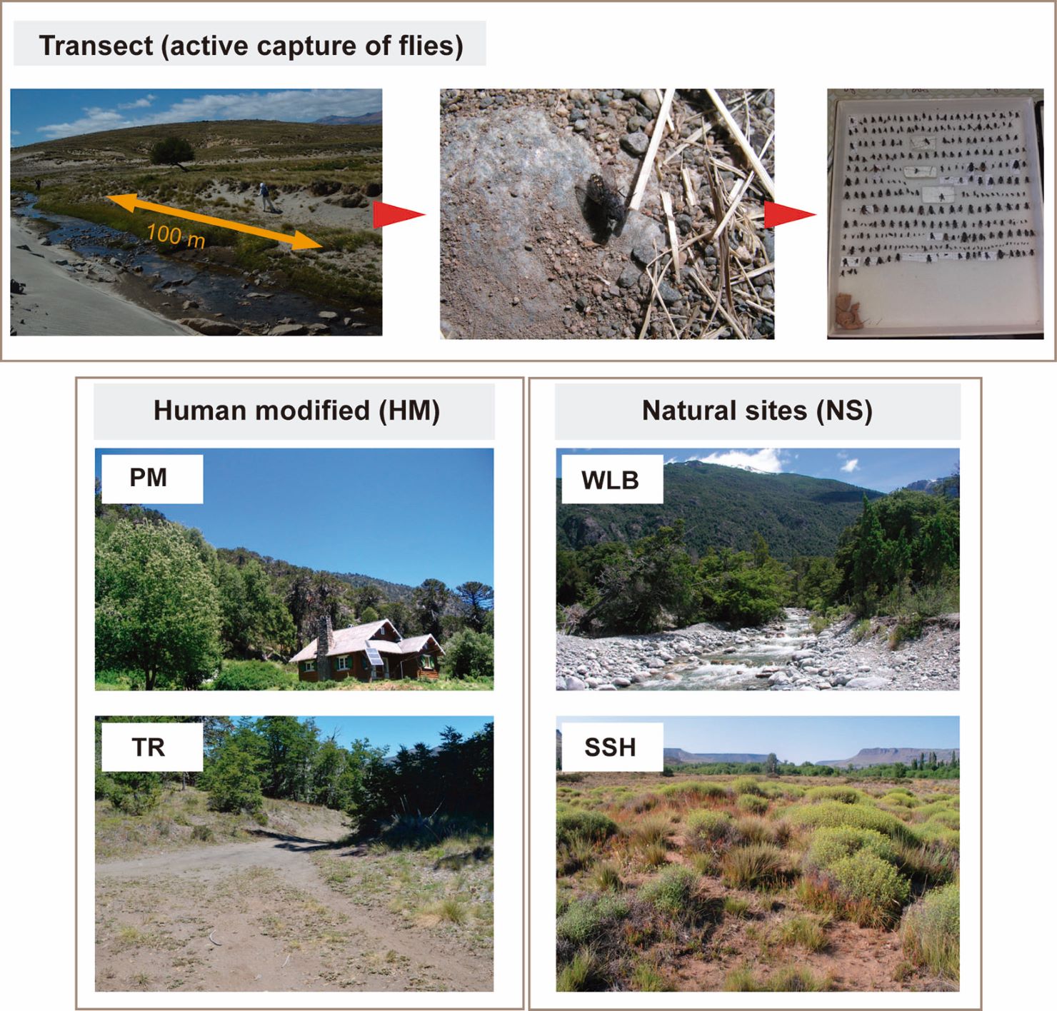 Fig. 2. Trapping methods (transect of capture active) and microhabitat types selected for samplings.