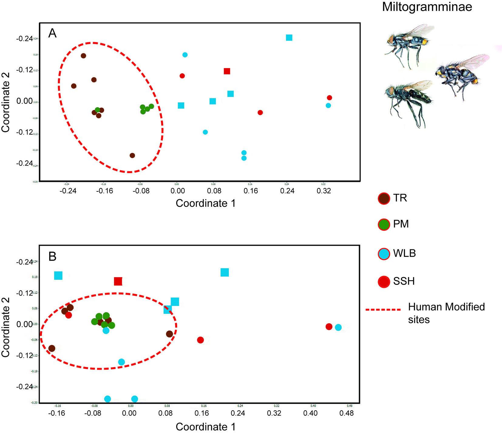 Fig. 4. NMDS based on Miltogramminae community composition species in the four types of microhabitats surveyed in sites of the Valdivian Temperate Forest (circle dots) and Patagonian Steppe (square dots) ecoregions, Argentina. a. NMDS based on proportional abundance. b. NMDS based in presence/absence data.