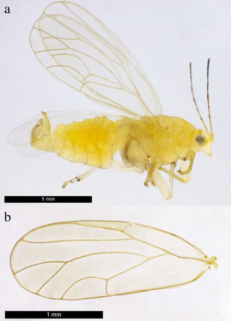 Fig. 1. Heteropsylla tenuata. a. lateral view of the male. b. forewing.