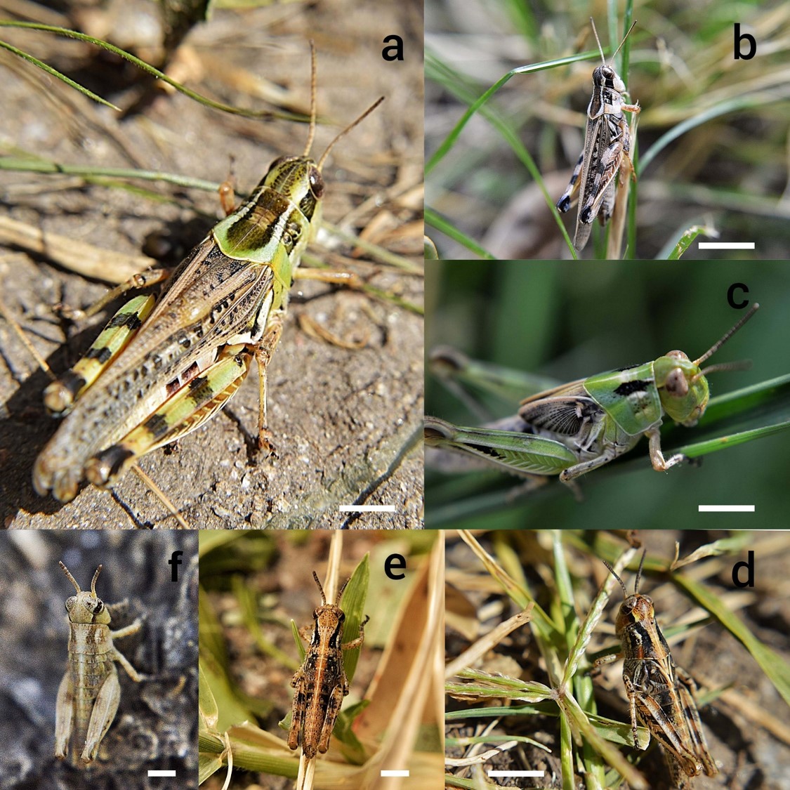 Fig. 2. Dichroplus maculipennis: a, b. machos adultos; c &ndash; f. estadios ninfales. Escala = 1 cm (a - d); 5 mm (e, f).