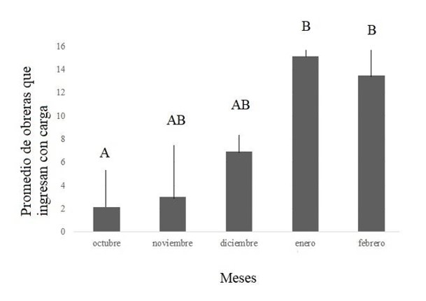 Fig. 4. Cantidad promedio de obreras que ingresan al nido con carga (actividad forrajera) durante cinco minutos a lo largo de la temporada en estudio en las 14 colonias de Acromyrmex lobicornis insertas dentro del vi�edo y fuera de �l, en el monte natural.