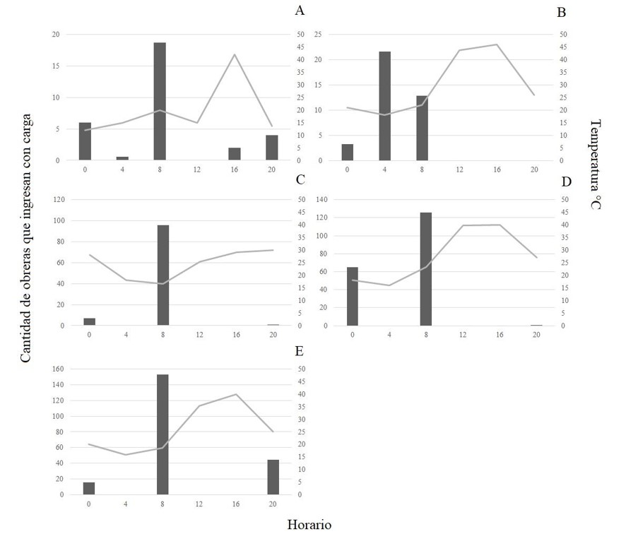 Fig. 1. Cantidad total de obreras que ingresan al nido con carga (actividad de forrajeo) durante cinco minutos a lo largo del d�a en los 14 hormigueros estudiados en: A) octubre 2019, B) noviembre 2019, C) diciembre 2019, D) enero 2020 y E) febrero 2020 en las colonias de Acromyrmex lobicornis. Se muestra la temperatura promedio del suelo (l�nea gris).
