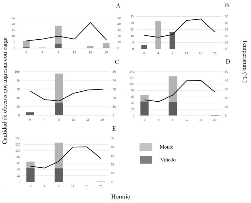 Fig. 2. Cantidad total de obreras que ingresan al nido con carga (actividad de forrajeo) durante cinco minutos en los nueve hormigueros del vi�edo y en los 5 del monte natural aleda�o a lo largo del d�a en: A) octubre 2019, B) noviembre 2019, C) diciembre 2019, D) enero 2020 y E) febrero 2020 en las colonias de Acromyrmex lobicornis insertas en el vi�edo y fuera de �l, en el monte natural.
