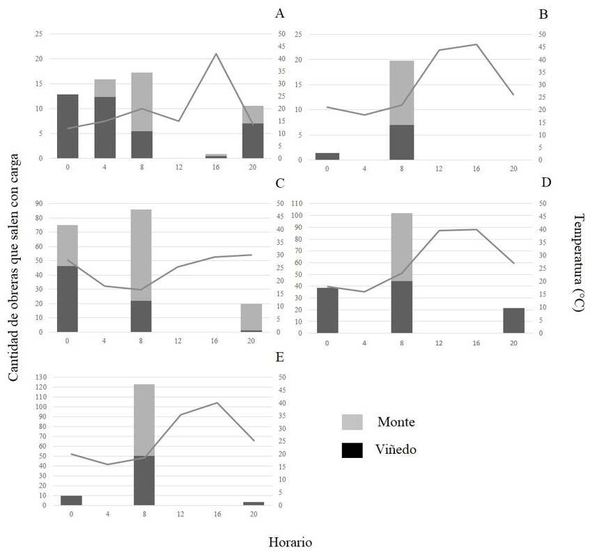 Fig. 6. Cantidad total de obreras que salen del nido (actividad de mantenimiento) con carga durante cinco minutos a lo largo del d�a en los 14 hormigueros estudiados en: A) octubre 2019, B) noviembre 2019, C) diciembre 2019, D) enero 2020 y E) febrero 2020 en las colonias de Acromyrmex lobicornis insertas en el vi�edo y fuera de �l, en el monte natural. Se muestra la temperatura promedio del suelo (l�nea gris).