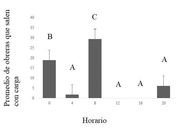 Fig. 7. Cantidad promedio de obreras que salen del nido con carga durante cinco minutos a lo largo del d�a en las 14 colonias de Acromyrmex lobicornis insertas dentro del vi�edo y fuera de �l, en el monte natural.