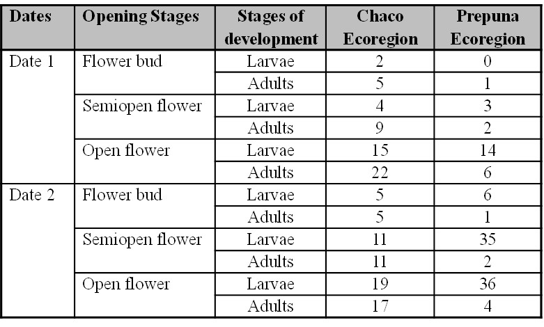 Table III. Mean number of thrips larvae and adults by flower on each sampling date and Chaco and Prepuna ecoregions 