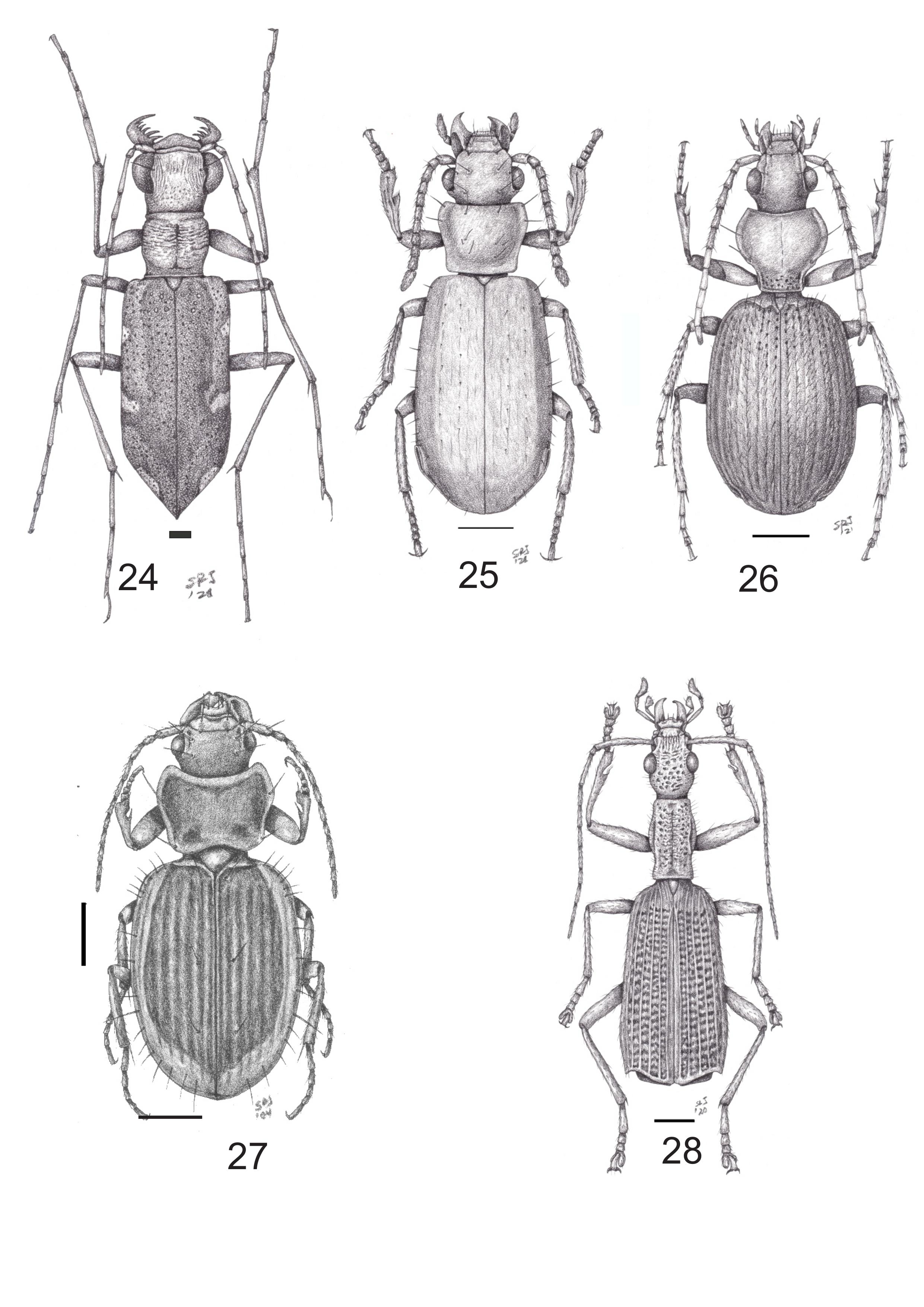 Figs. 24-28. Adultos vista dorsal. Fig. 24. Oxygonia prodiga; Fig. 25.Crepidozaena gracilis. Fig. 26.Oxycrepis (Oxycrepis) brasiliensis. Fig. 27.Eutogenius fuscus. Fig. 28.Neodrypta costipes. Escala = 1 mm.