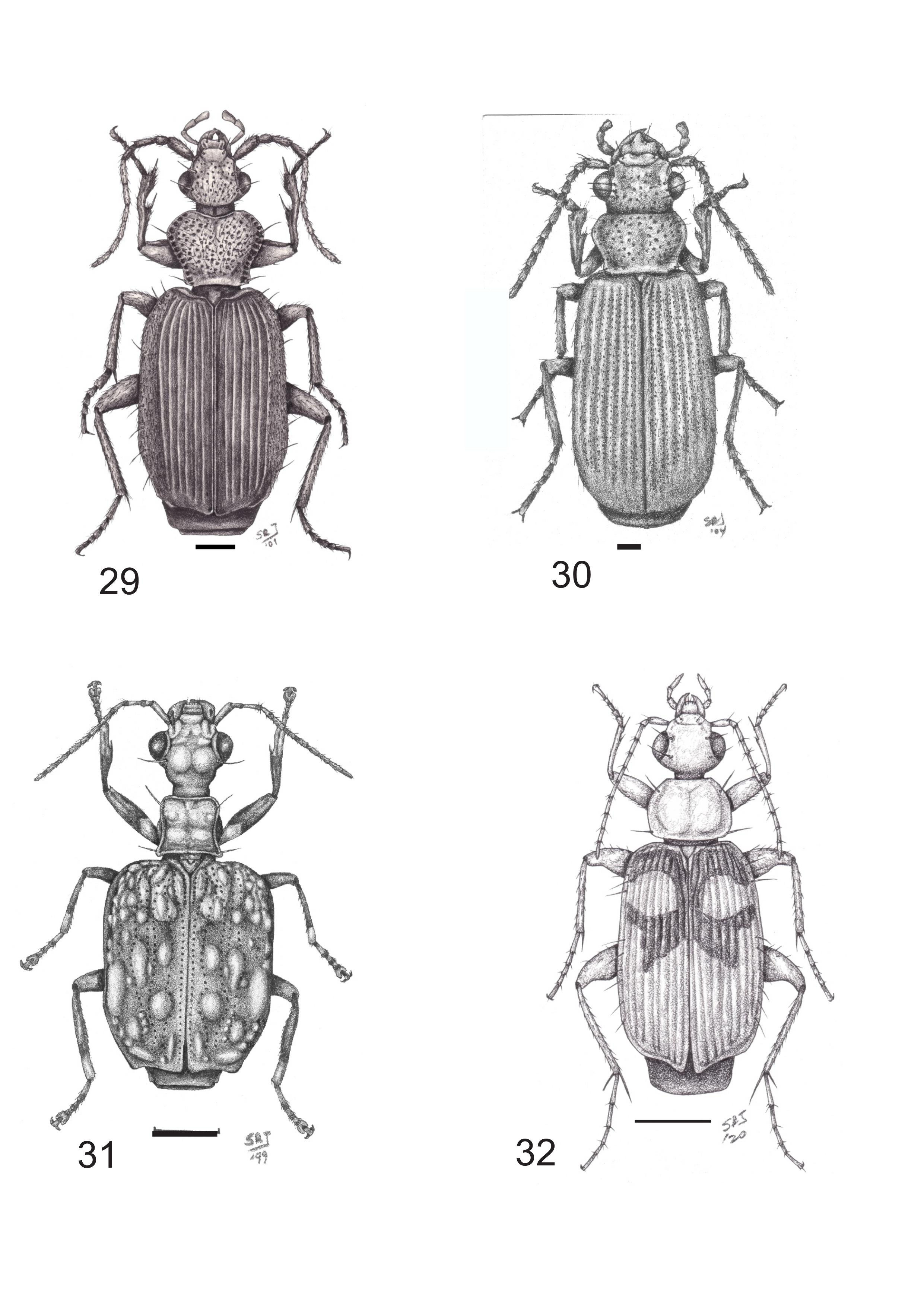 Figs. 29-32. Adultos vista dorsal. Fig. 29. Ancystroglossus strangulatus. Fig. 30.Pleuracanthus tridens. Fig. 31.Otoglossa tuberculosa. Fig. 32.Nemotarsus fallax. Escala = 1 mm.