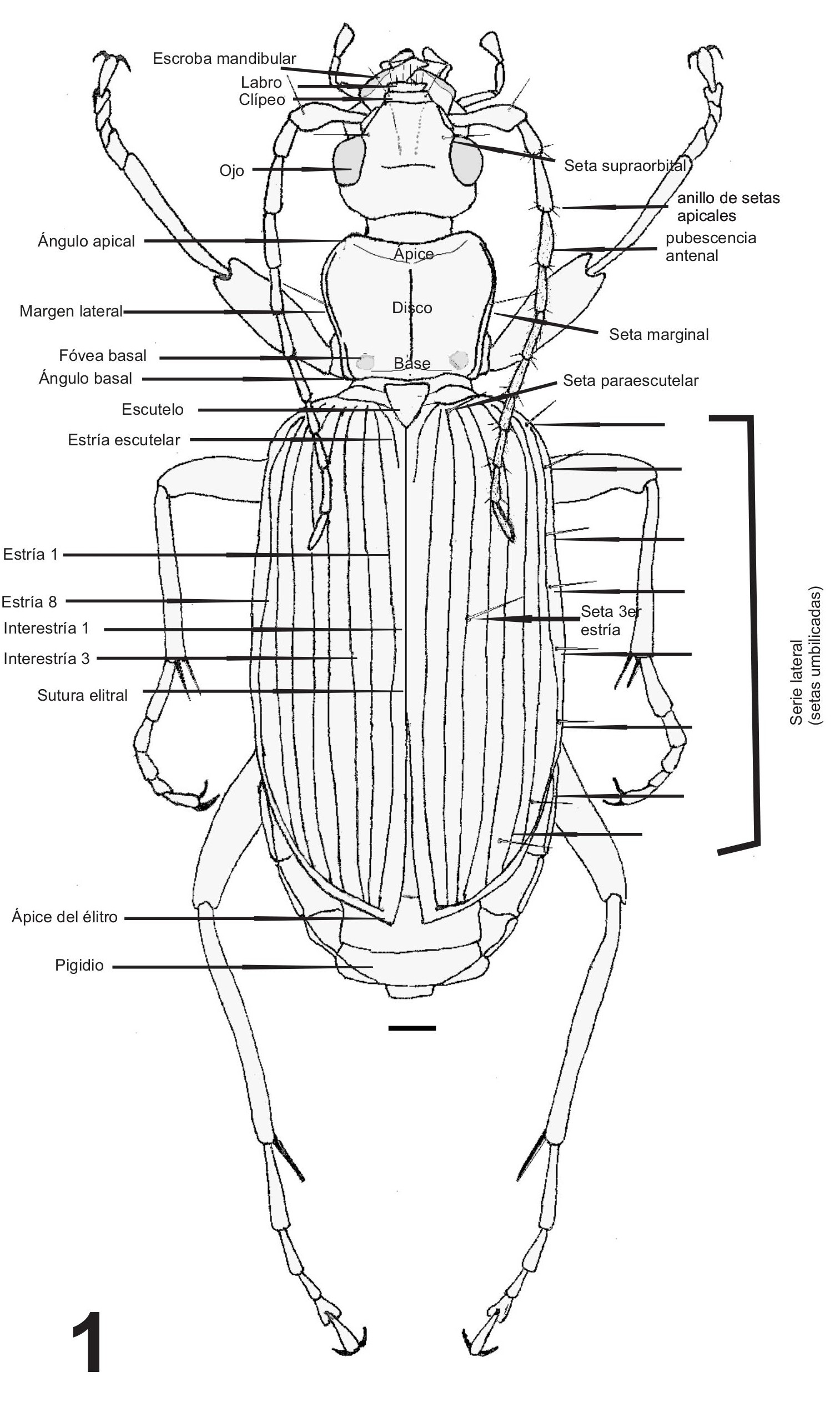 Fig. 1. Aspecto dorsal de un car�bido (Galerita collaris Dejean). En la derecha se marcan las setas umbilicadas. Escala = 1 mm. 