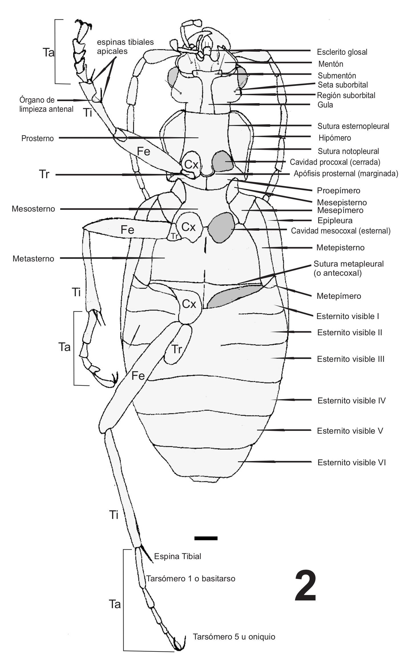 Fig. 2. Aspecto ventral de un car�bido (Galerita collaris). Escala = 1 mm. 