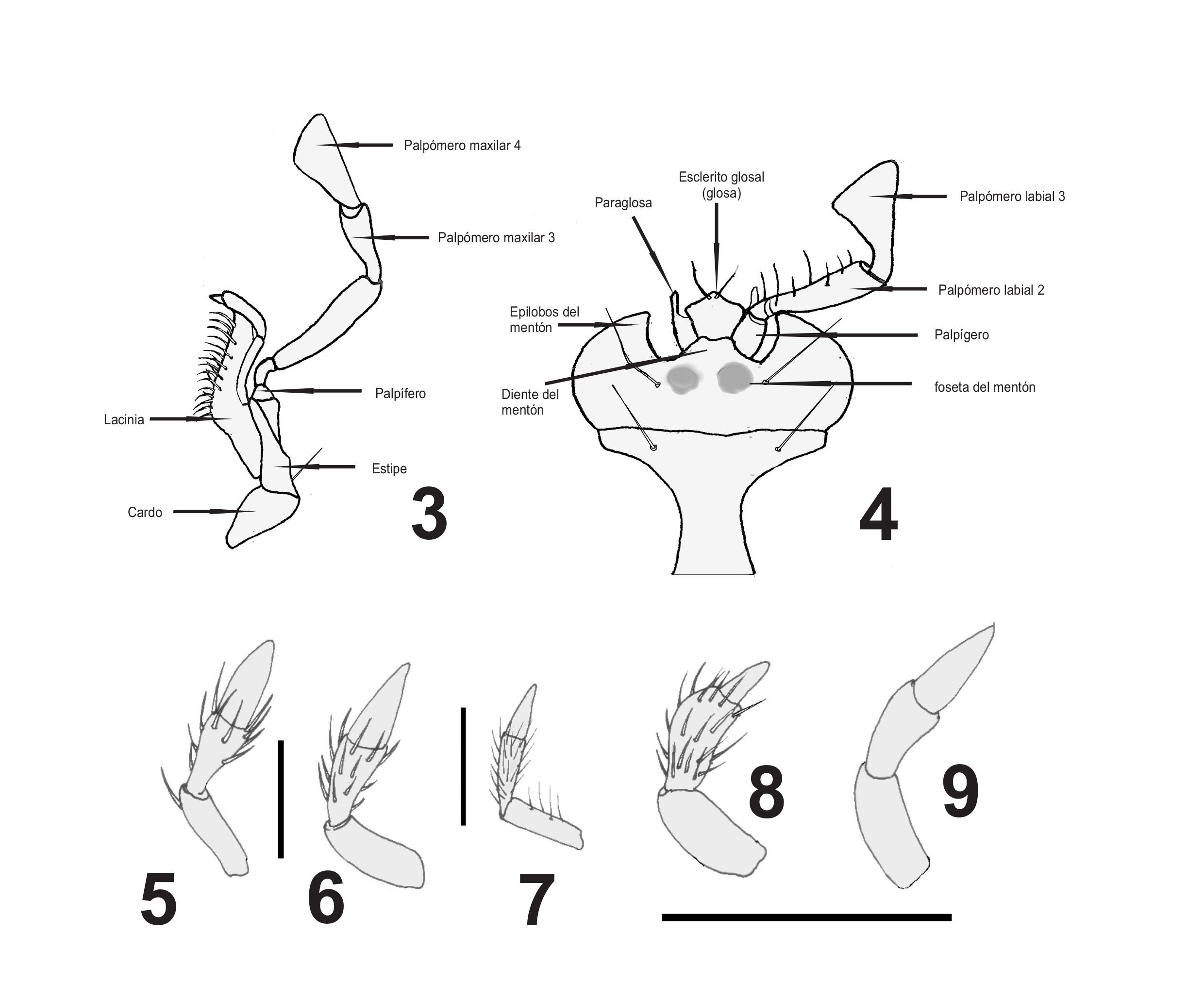 Fig. 3. Maxila de Galerita collaris. Fig. 4. Labio de Galerita collaris. Figs. 5-9. Palp�meros maxilares. Fig. 5.Chaltenia patagonica Roig Ju�ent & Cicchino (Sinozolini). Fig. 6. Merizodus soledadinus (Gu�rin-M�n�ville) (Zolini). Fig. 7.Octhozetus bicolor (Brull�) (Pogonini). Fig. 8.Gouleta cayenensis (Dejean) (Bembidiini). Fig. 9.Kenodactylus audouni (Gu�rin-M�n�ville) (Trechini). Escala = 0,5 mm.