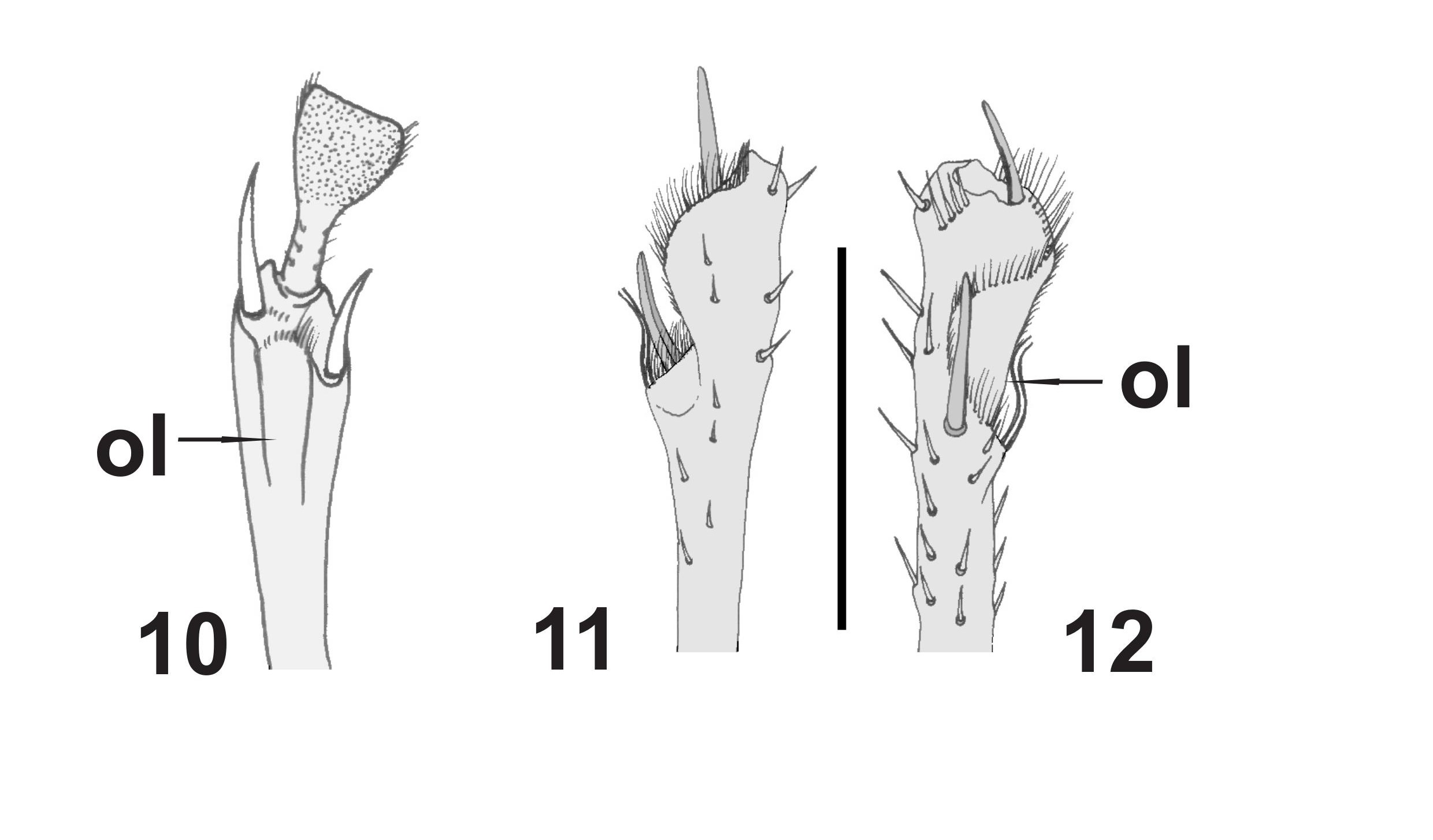 Figs. 10-12. �pice de protibias. Fig. 10.Ceroglossus sp., con las dos espinas apicales e iguales (Isochaeta) y el �rgano de limpieza (ol) como un surco ventral. Fig. 11. Chaltenia patagonica, vista dorsal. Fig. 12. �dem vista ventrolateral mostrando el �rgano de limpieza lateral y los espolones apicales, uno de ellos desplazado lateralmente y de distinto tama�o (anisochaeta).