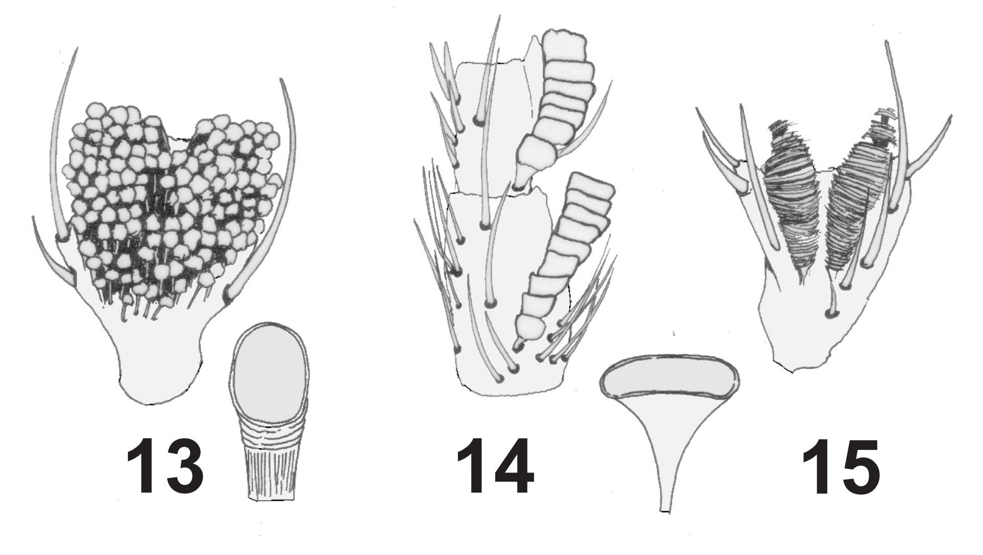 Figs. 13-15. Vista ventral de protarsitos del macho mostrando las distintas setas adhesivas. Fig. 13. Con escuamosetas redondeadas y formando un patr�n desordenado (esponjoso). Figs. 14-15. Escuamosetas con el �pice alargado y formando una hilera (Fig. 14) o dos hileras (Fig. 15).