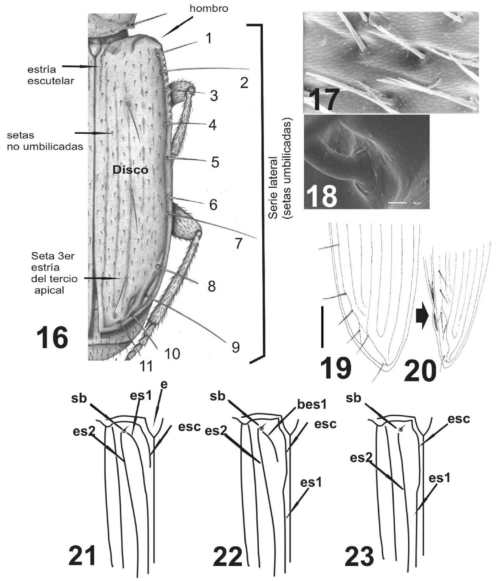 Figs. 16-23. �litro. Fig. 16. �litro derecho de Argentinatachoides balli Sallenave et al. mostrando las setas umbilicadas. Fig. 17. Detalle de la serie lateral de Cnemalobus sp. Fig. 18. Detalle de una seta umbilicada la serie lateral de Cnemalobus sp. Fig. 19. �pice elitral izquierdo en vista dorsal de Chaltenia patagonica. Fig. 20. �dem en vista lateral mostrando la plica elitral. Figs. 21-23. �str�a esculelar, porci�n basal del �litro izquierdo con representaci�n esquem�tica de la seta basal (sb), escutelo, (e); estr�a escutelar (esc), base de la estr�a 1 (bes1); estr�a 1 (es1) y estr�a 2 (es2) (tomado y modificado de Will, 2020). Fig. 21. Estr�a 1 entera y estr�a escutelar libre. Fig. 22. La estr�a escutelar se une a la porci�n media de la estr�a 1 y se separa la porci�n basal de la estr�a 1. Fig. 23. �dem, pero desaparece la porci�n basal de la estr�a 1. Escala = 1 mm.