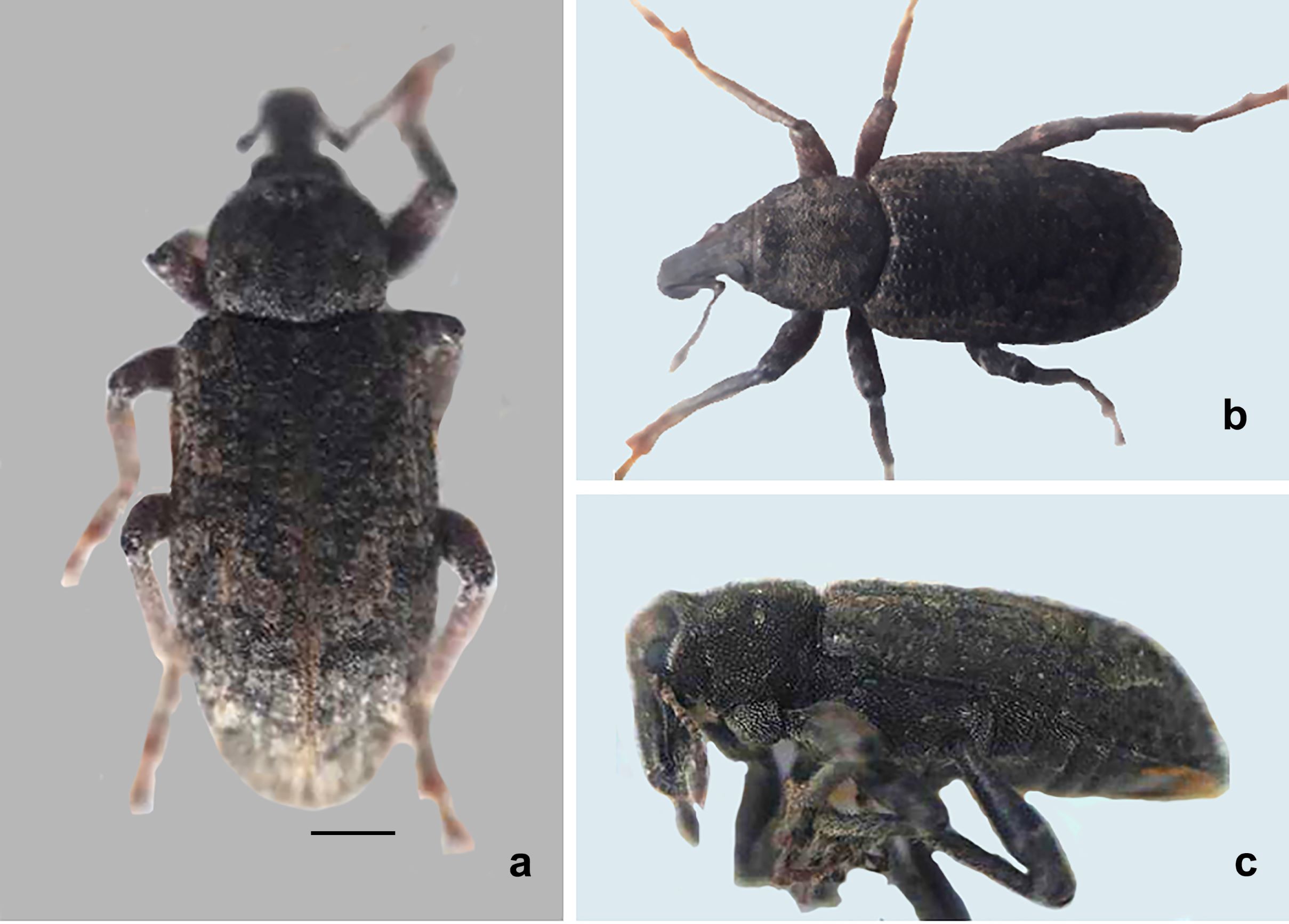 Figura 1. Ejemplares adultos de Listroderes foveatus. a. Vista dorsal. b. vista dorso-lateral. c. vista lateral. Escala 1mm.