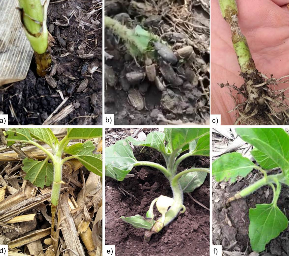 Figura 2. Daños ocasionados por Listroderes foveatus. a, b, c. Daños a nivel del cuello de la planta. d. Daños en los primeros centímetros del tallo. e. Estrangulamiento seguido por quiebre. f. Vuelco de la planta.