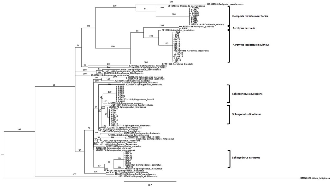 Fig. 1. Phylogenetic tree built using COI gene sequences and Bayesian inference. The branch support values are Bayesian posterior probabilities. The reference sequences are labeled (Genbank or BOLD accession code followed by species name). The brackets on the right side of the tree indicate the species identity of the specimens.