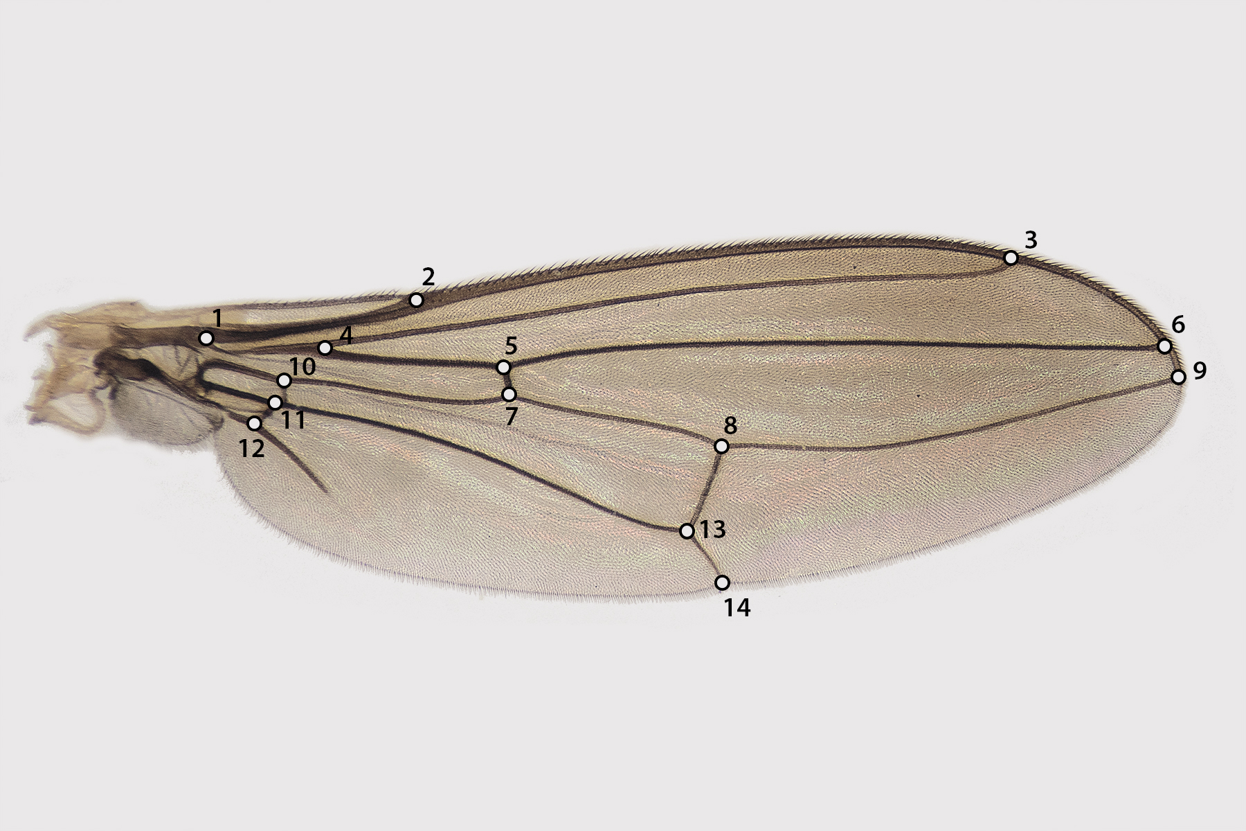 Ala de un ejemplar macho de Glyphidops filosus (Fabricius, 1805), indicando los 14 landmarks elegidos para el an�lisis de morfometr�a geom�trica.