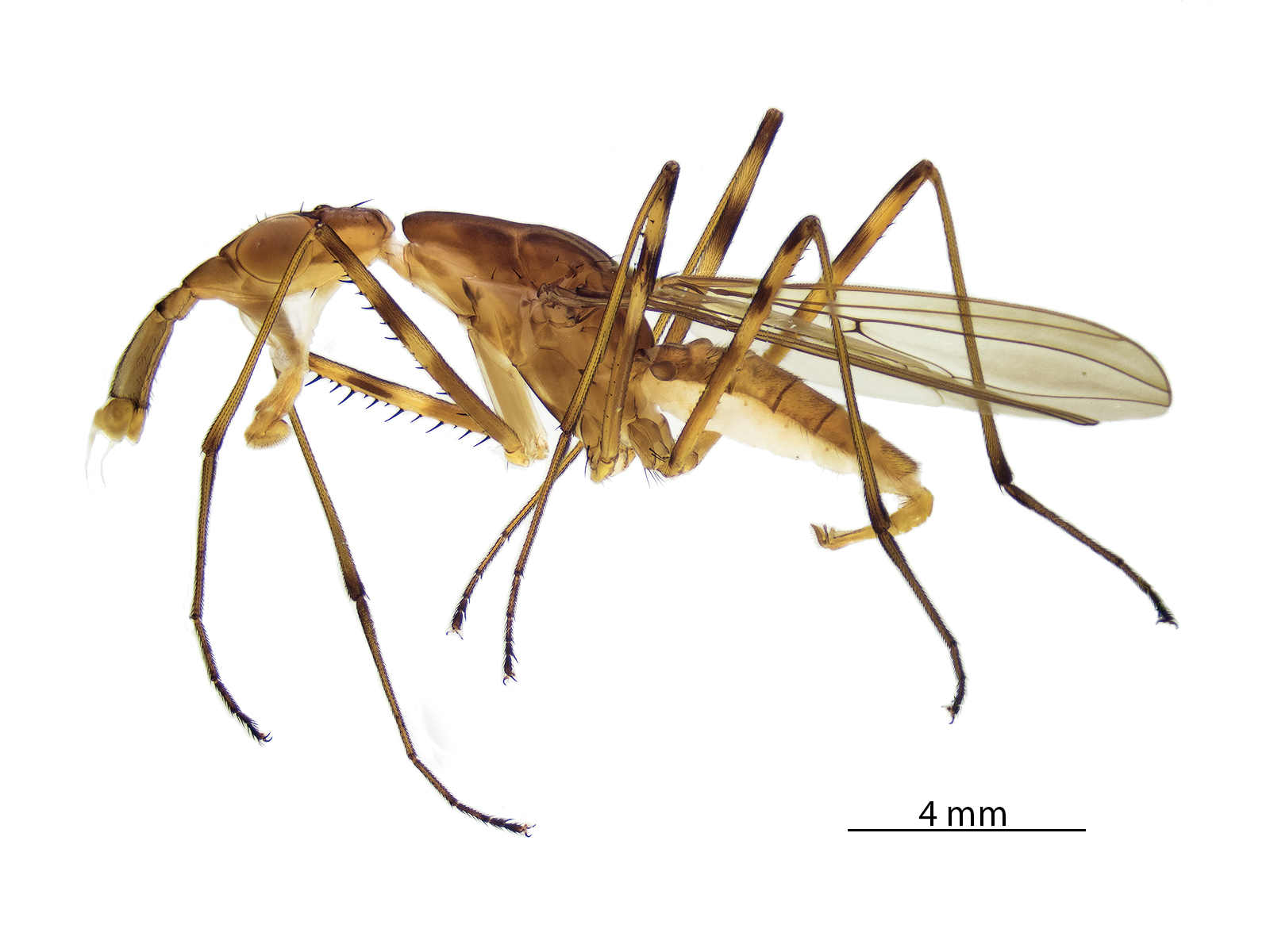 Vista lateral de Cerantichir enderleini Henning, 1922.