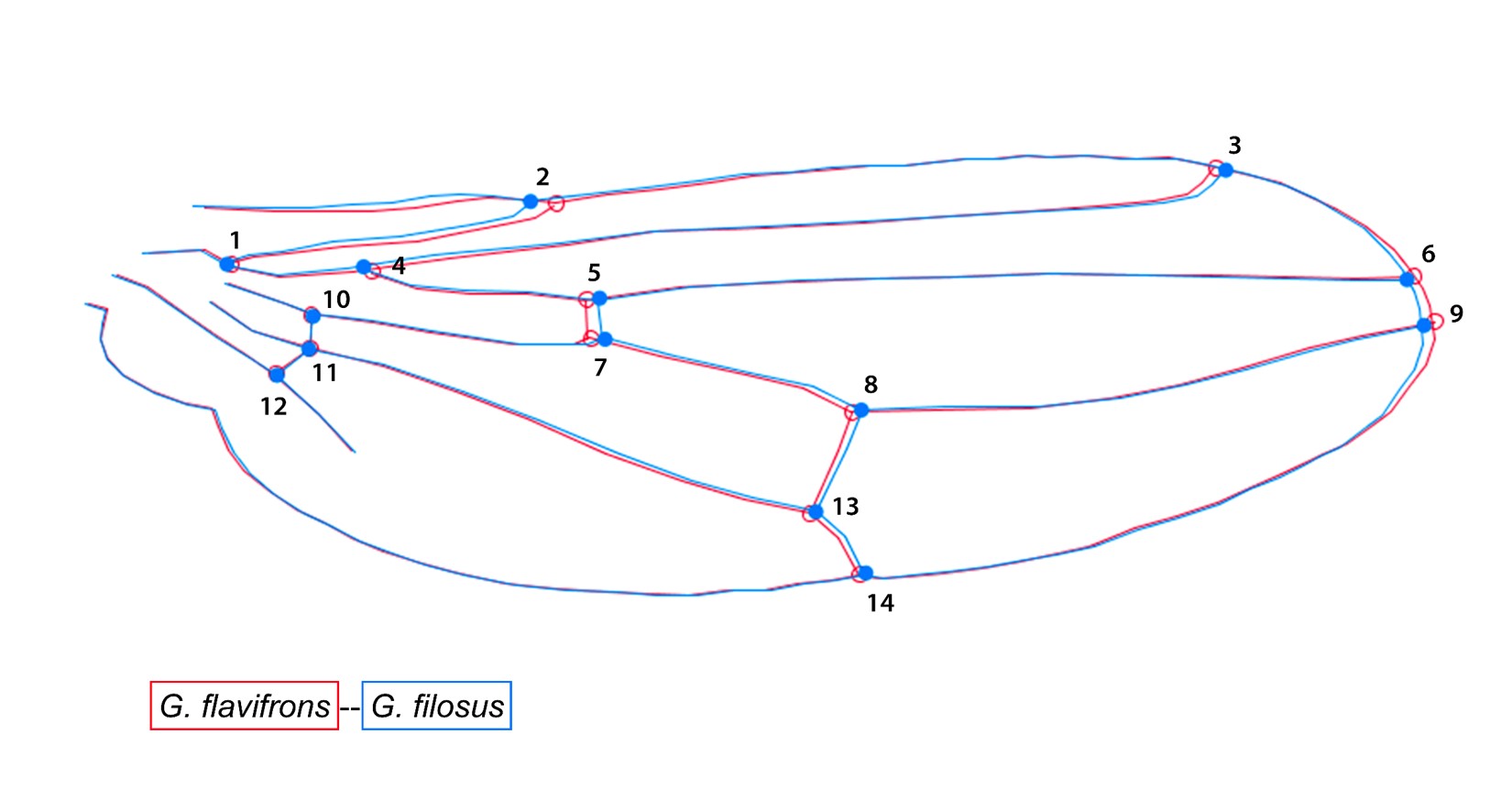 Diferencias del promedio en la conformaci�n alar de Glyphidops filosus y G. flavifrons.