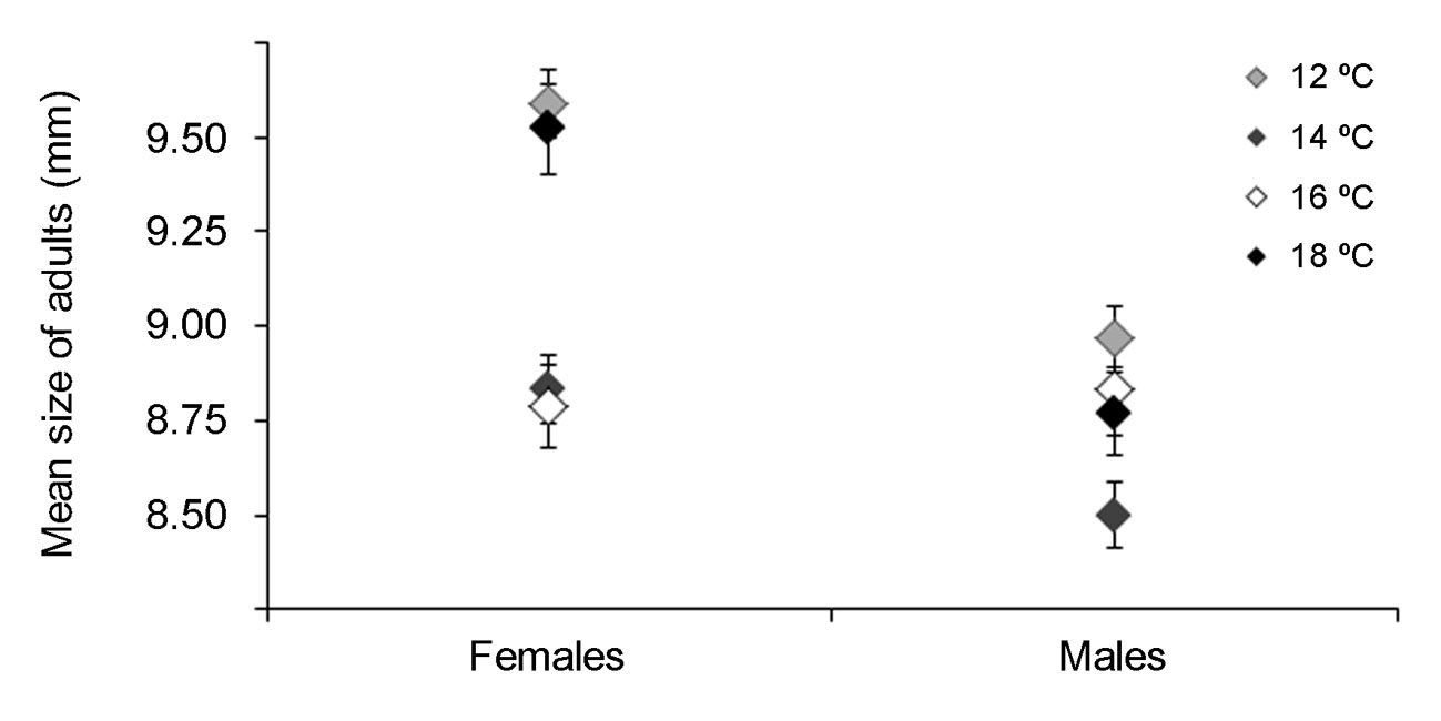 Body total length (mean � SE mm) of females and males Calliphora vicina emerged at different assessed temperatures (�C).