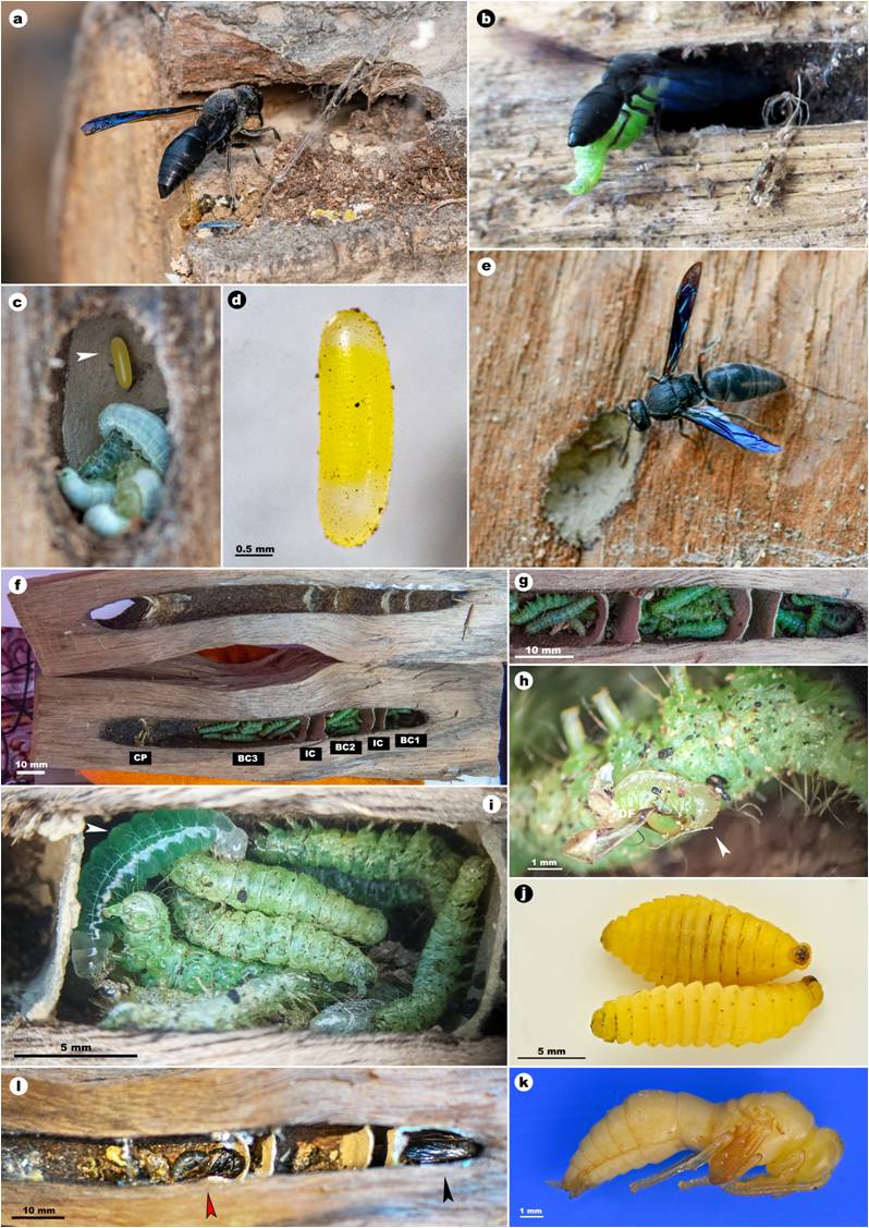 Anterhynchium flavomarginatum (Smith, 1852). a. wasp carrying nest building material between mandibles. b. wasp with a caterpillar for cell provisioning. c. a suspended egg with mass provisioned prey. d. egg. e. wasp constructing the closing plug. f. opened nest. g. brood cells. h. 1st instar feeding. i. 3-day old larva feeding. j. prepupae. k. pupa. l. advanced pupa (red arrow head) and fully developed adult (black arrow) ready to emerge (BC1&ndash;BC3 = brood cells, IC = intercalary cell, CP = closing plug).