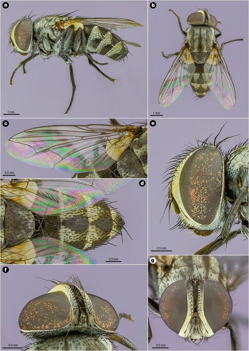 Amobia quatei Kurahashi, 1974. a. habitus, lateral view. b. habitus, dorsal view. c. wing. d. abdomen, dorsal view. e. head, lateral view. f. head, dorsal view. g. head, front view.
