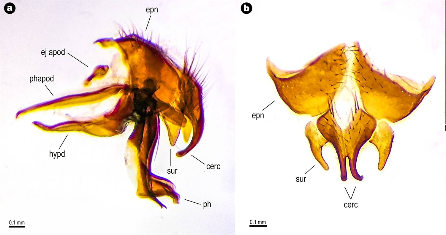 Amobia quatei Kurahashi, 1974. a. male genitalia, lateral view. b. cerci and surstyli, posterior view (cerc = cercus; ej apod = ejaculatory apodeme; hypd = hypandrium; phapod = phallapodeme; ph = phallus; sur = surstylus).