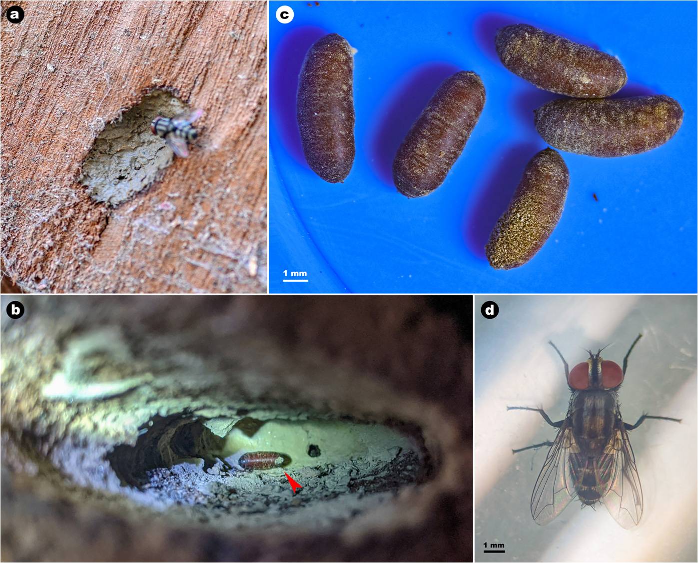 Amobia quatei Kurahashi, 1974. a. fly inspecting the closing plug of a nest. b. a single puparium in the brood chamber. c. puparia collected from a nest. d. a freshly emerged fly.