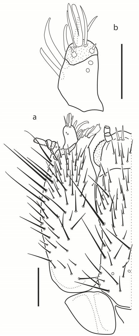 Heterocerus similis, last instar larva