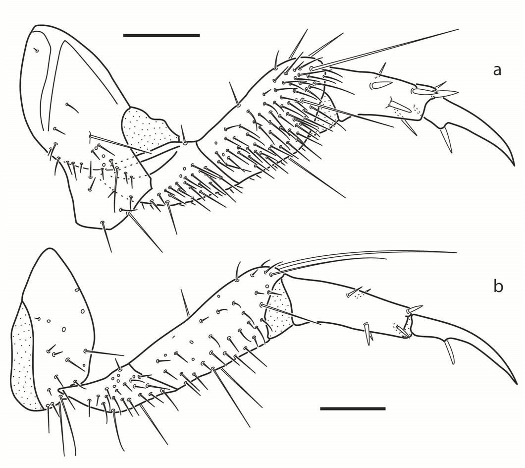 Heterocerus similis, last instar larva.