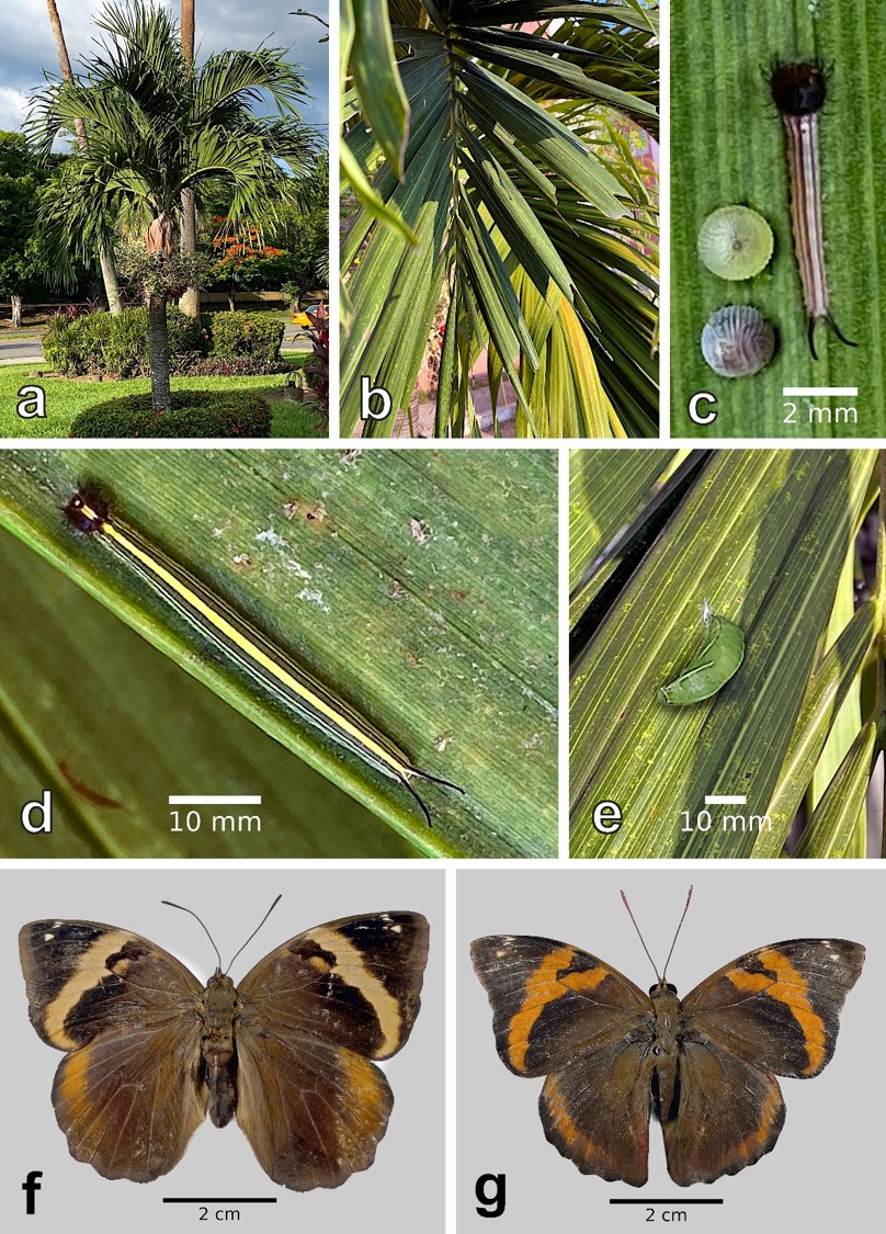 Damage and developmental stages of Opsiphanes cassina fabricii in &ldquo;Christmas palm&rdquo; Adonidia merrillii.