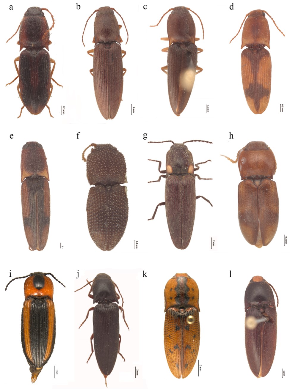 H�bito dorsal de algunas especies de la familia Elateridae que representan nuevos registros para el estado de Michoac�n (a-l)