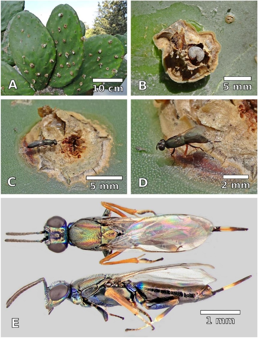 Complejo tritr�fico Eupelmus pulchriceps &ndash; Cylindrocopturus biradiatus &ndash; Opuntia ficus-indica.