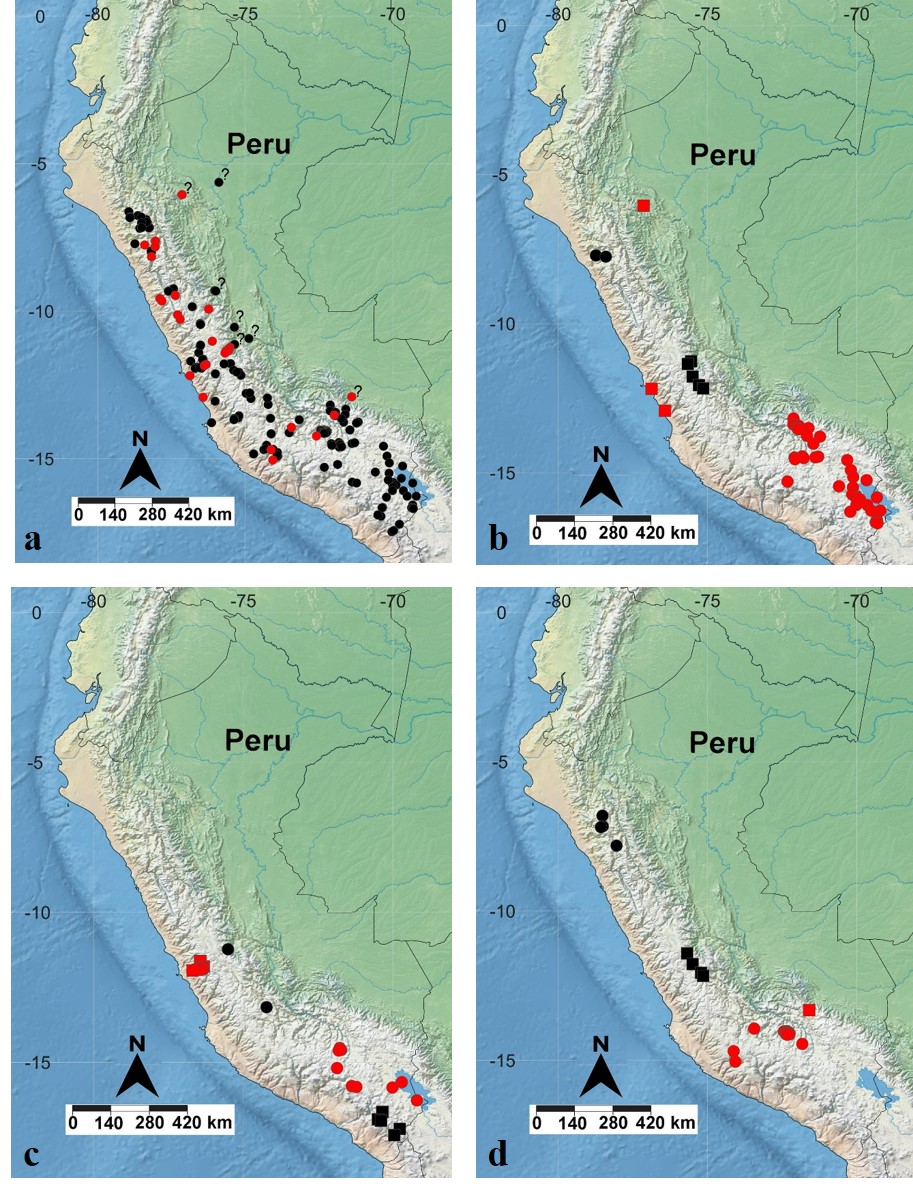 Distribution maps of genus Pilobalia in Peru. a. Overall distribution of the genus, type localities (red circles), localities based on examined specimens (black circles), localities deserving verification (question marks). b. Distribution of Pilobalia decorata decorata (Erichson, 1834) (red circles), Pilobalia alboscripta Fairmaire, 1903 (black circles), Pilobalia blancasiKulzer, 1958 (red squares) and Pilobalia crassicornisKulzer, 1954 (black squares). c. Pilobalia decorata immaculata (Blanchard, 1843) (red circles), Pilobalia crassicosta Kulzer, 1954 (black circles), Pilobalia michelbacheri Kulzer, 1954 (red squares) and Pilobalia oblonga (Blanchard, 1843) (black squares). d. Pilobalia decorata titschackiKulzer, 1954 (red circles), Pilobalia ruficollis Kulzer, 1954 (black circles), Pilobalia unicolor Kulzer, 1954 (red squares) and Pilobalia weyrauchiKulzer, 1954 (black squares).