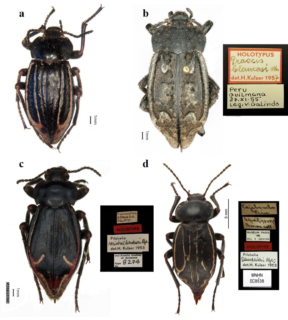 Habitus of type specimens in dorsal view. a. Pilobalia becki Kulzer, 1954 MLP paratype (photo by Gustavo Flores). b. Pilobalia blancasiKulzer, 1958 NHMB holotype (photo by Christoph Germann). c. Pilobalia michelbacheri Kulzer, 1954 CASC holotype (photo by Rachel Diaz-Bastin). d. Pilobalia oberthri Kulzer, 1954 MNHN holotype (photo by Christophe Rivier).