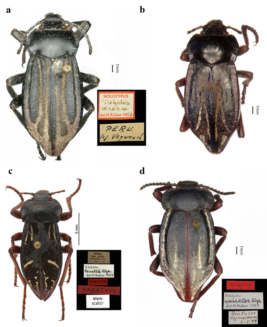 Habitus of type specimens in dorsal view. a. Pilobalia soror Kulzer, 1958 NHMB holotype (photo by Christoph Germann). b. Pilobalia subnudaKulzer, 1954 MLP paratype (photo by Gustavo Flores). c. Pilobalia tenella Kulzer, 1954 MNHN paratype (photo by Christophe Rivier). d. Pilobalia unicolorKulzer, 1954 NHMB holotype (photo by Christoph Germann).